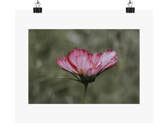 Peut inclure: Une seule fleur de cosmos rose sur un fond vert flou.