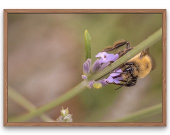 Bumblebee and Lavender