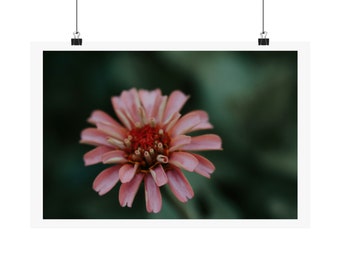 Zinnia Bloom - Matte Poster