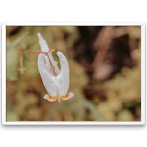 Dutchman Breeches