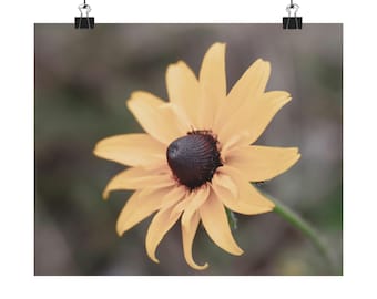 Blooming Black-Eyed Susan Matte Poster