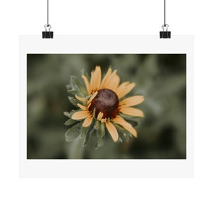 Black-Eyed Susan - Matte Poster