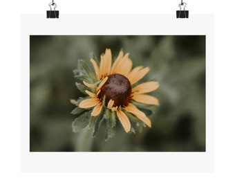 Black-Eyed Susan - Matte Poster