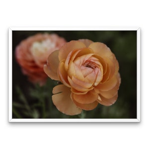 Orange Ranunculus