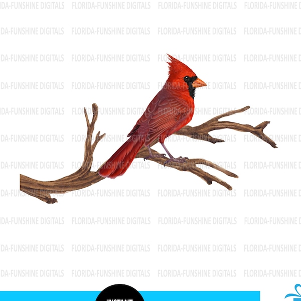 Cardinal on Branch PNG - Cardinal PNG - Cardinal Memorial Template - Cardinal Branch JPEG - Cardinal Sublimation Download - Cardinals appear