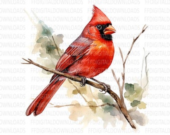 Cardinal PNG, Cardinal clipart, Cardinal on Branch PNG, Watercolor Cardinal PNG, Sublimation, Printable, Digital Download, #0225