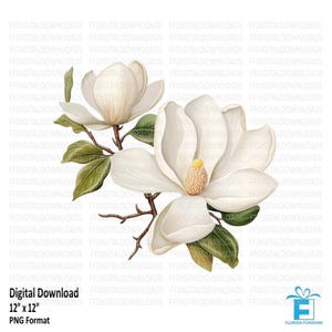 White Magnolia Clipart, White Magnolia Png, Watercolor White Magnolia, Digital Clipart, Sublimation, Printable, Digital Download, #4305