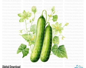 Cucumber Clipart, Cucumber Plants Clipart, Cucumber Png, Cucumber Digital Clipart, Sublimation, Cucumber, Printable, Digital Download #5157