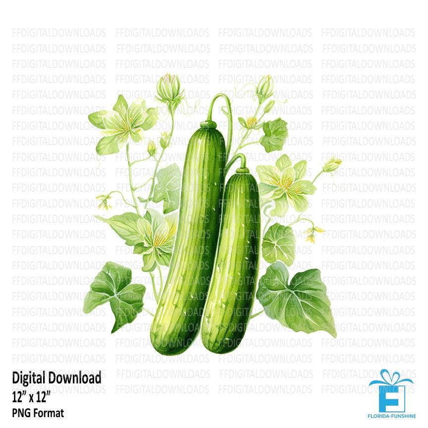 Clipart concombre, concombre plantes, concombre Png, clipart numérique concombre, sublimation, concombre, imprimable, téléchargement numérique #5157