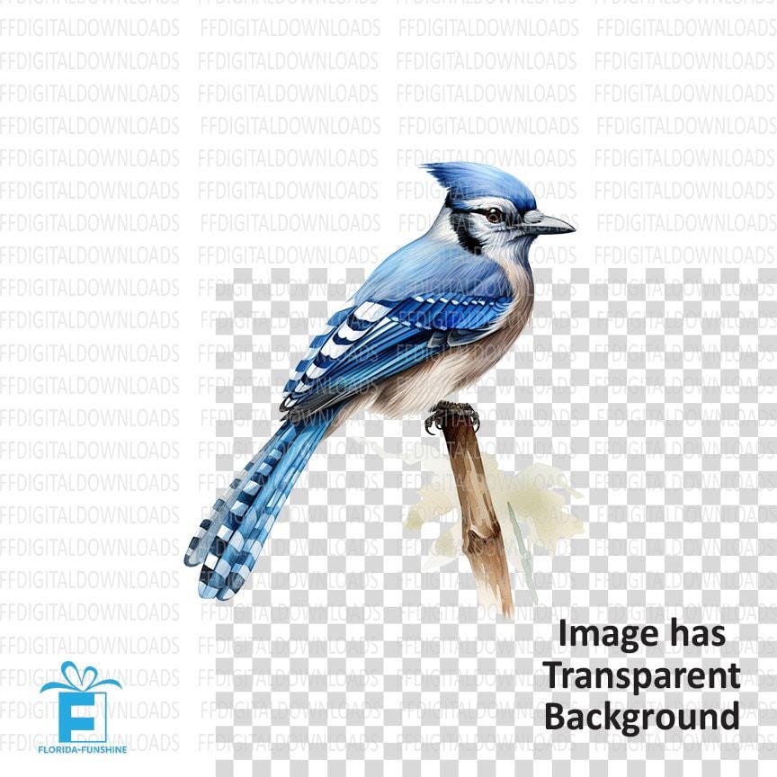 Blue Jay Clipart, Blue Jay PNG, Blue Jay on Branch, Blue Jay Digital ...