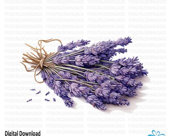 Lavender Clipart, Lavender Png, Watercolor Lavender, Lavender Plant, Lavender Sublimation, Printable, Digital Download, #5480