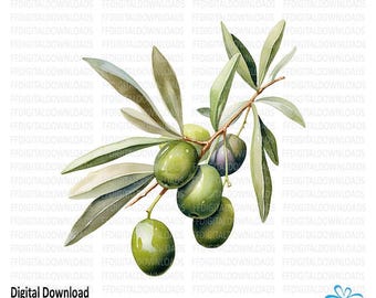 Olives Clipart, Olives Png, Olive tree Digital Clipart, Olives Image, Olives Sublimation, Printable Olive branch, Digital Download, #5349