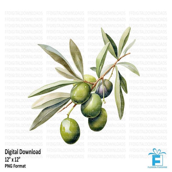 Oliven Clipart, Oliven Png, Olivenbaum Clipart, Oliven Bild, Oliven  Sublimation, druckbare Olivenzweig, digitaler Download, #5349 - Etsy Schweiz