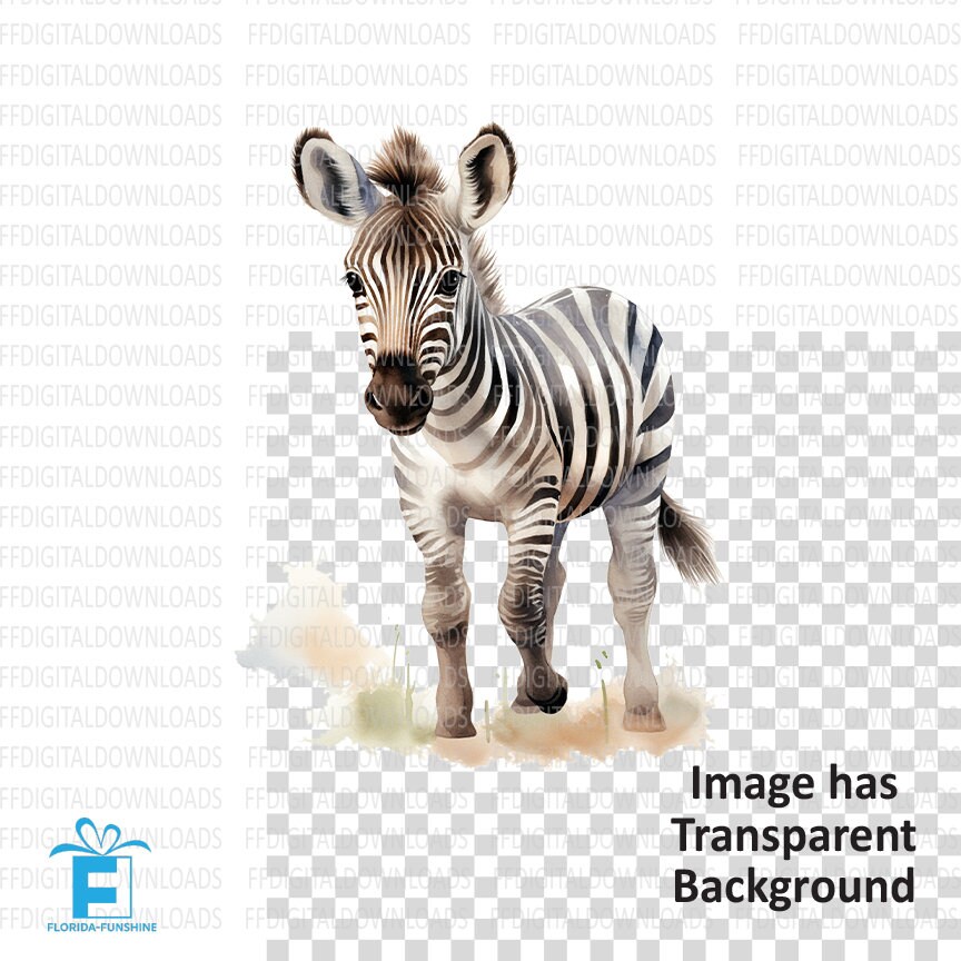 Baby Zebra Clipart Zebra Clipart Zebra Png Baby Zebra - Etsy