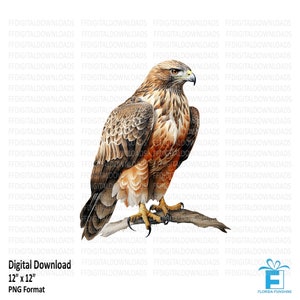 Hawk Clipart, Hawk Png, Hawk Digital Clipart, Hawk Sublimation, Hawk Image, Printable Hawk, Digital Download. #5240