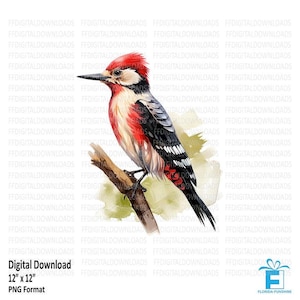 Woodpecker Clipart, Woodpecker PNG, Woodpecker Image, Printable Woodpecker, Sublimation, Bird clipart, Printable, Digital Download, #5250