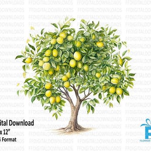 Png de citronnier, clipart de citronnier, image de citronnier, clipart numérique de citronnier, sublimation, imprimable, téléchargement numérique, #4177