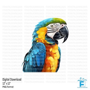Macaw Clipart, Macaw PNG, Macaw Image, Printable Macaw Art, Macaw Bird, Macaw Sublimation, Parrot, Printable, Digital Download, #5248