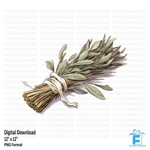 Dried Sage Clipart, Dried Sage Png, Dried Sage Bundle, Dried Sage Image, Dried Sage Sublimation, Printable, Digital Download, #5482
