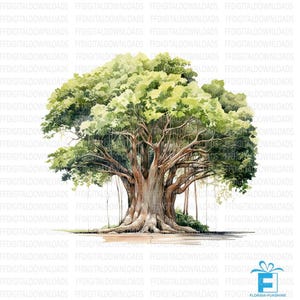 Banyan Tree Clipart Bundle, 7 wysokiej jakości PNG, akwarela Banyan Tree Png, cyfrowe Clipart, sublimacja, do druku, cyfrowe pliki do pobrania