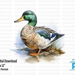 Mallard Duck PNG, Mallard Duck Clipart, Watercolor Mallard Duck, Duck Digital Clipart, Sublimation, Printable, Instant Download, #4135