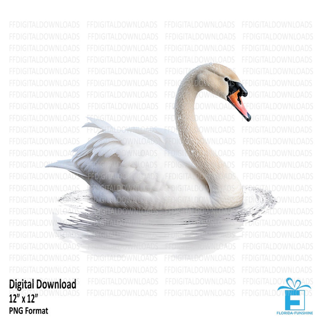 White Swan Clipart, White Swan PNG, Swan Clipart, Swan Png, Watercolor ...