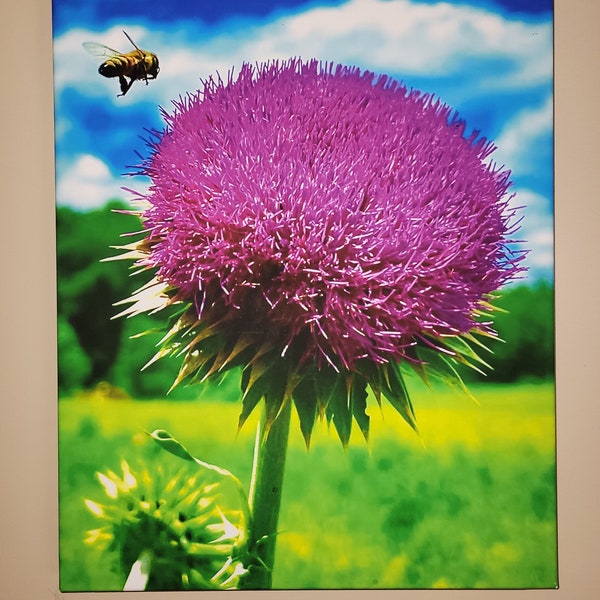 Nature's Candy, Bee Landing on Wild Thistle 16x20 Original Canvas Print