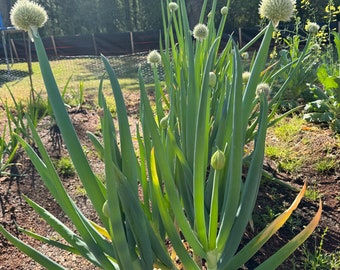 Onion Chive Large Plants