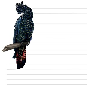 Op de afbeelding: Een gelinieerd notitieboek met een zwart-rode kaketoe die bovenaan de pagina op een tak zit. Een rode callistemon-bloem bevindt zich in de rechterbenedenhoek. Onderaan de pagina staat een QR-code met de tekst "JW.ORG".