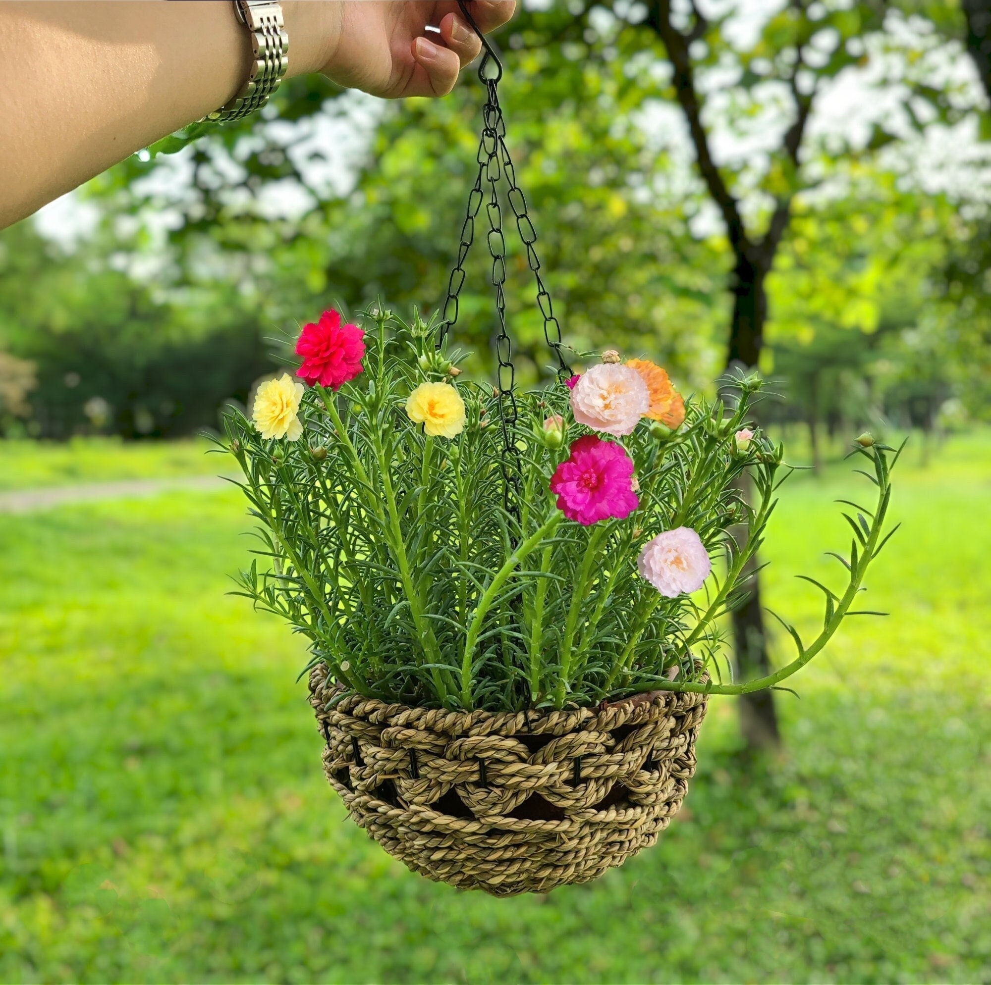 Hanging Straw Basket Planter - Natural Rustic Charm for Gardens -  Indoor/outdoor Container for Patio Flowers, Plants - 7.8-inch Diameter -  Etsy