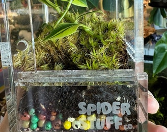 Spider Stuff Bioactive Enclosure home starter kit, spider environment, jumping spider, mantis