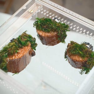 Jumping Spider Wood Perch Packs - Handmade Decorated Ledges