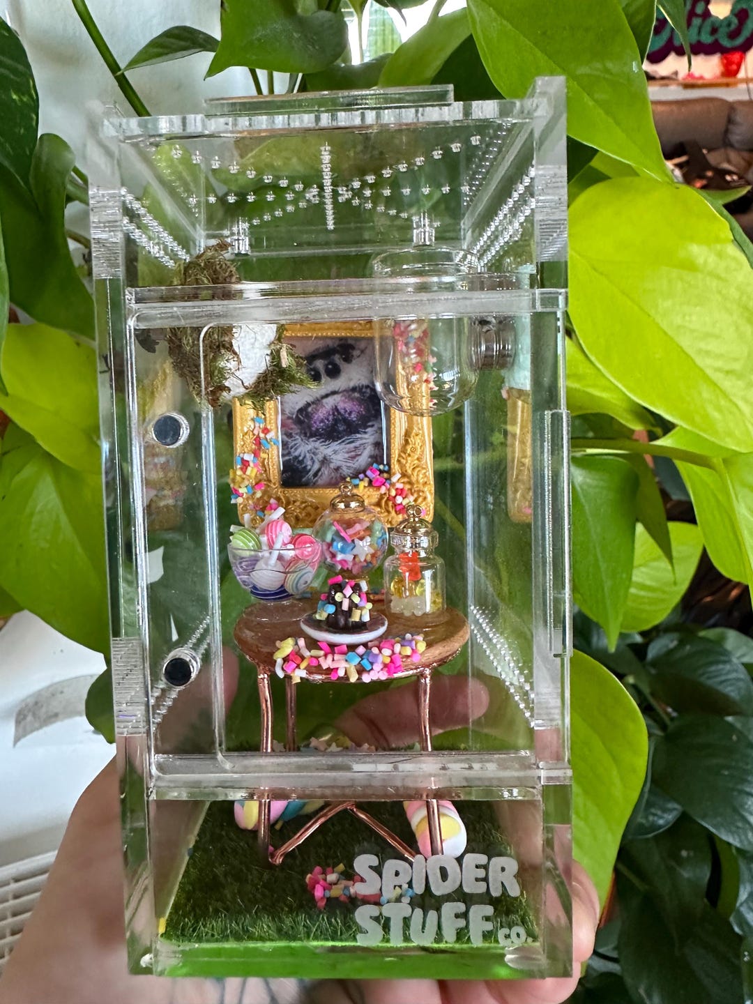 ORIGINAL Small Modular Spider Enclosure 3x5.75 , Jumping Spider Home ...