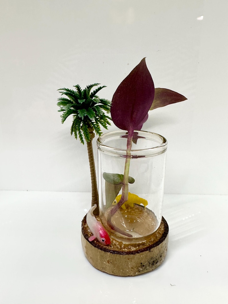 Original Spider Stuff Mini Garden Terrarium, Jumping Spider Decor