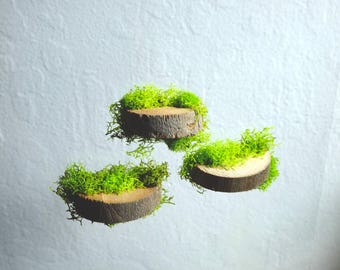 Set of 3 Wooden Spider Ledges with Organic Moss