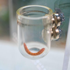 Flyktsäker matskål i glas för hoppande spindlar - Magnetisk!