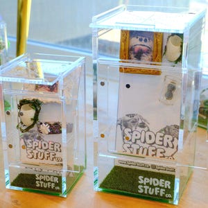 Jumping Spider Starter Home Kit: Acrylic Enclosure with Magnetic Decor