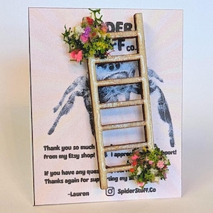 Jumping spider ladder