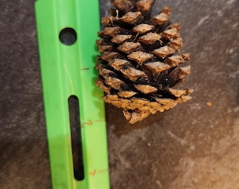 Pinecones! Cute, raw, Shorleaf Pinecones (Pinus echinata)