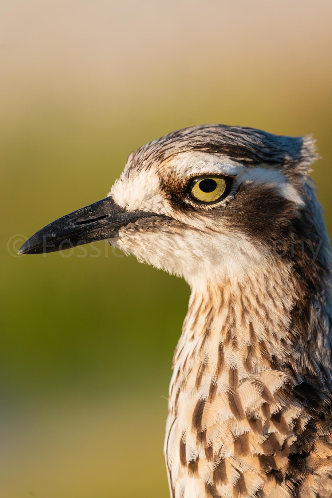 Multiple Sizes Available Bush-stone Curlew Photo Print. Australian ...