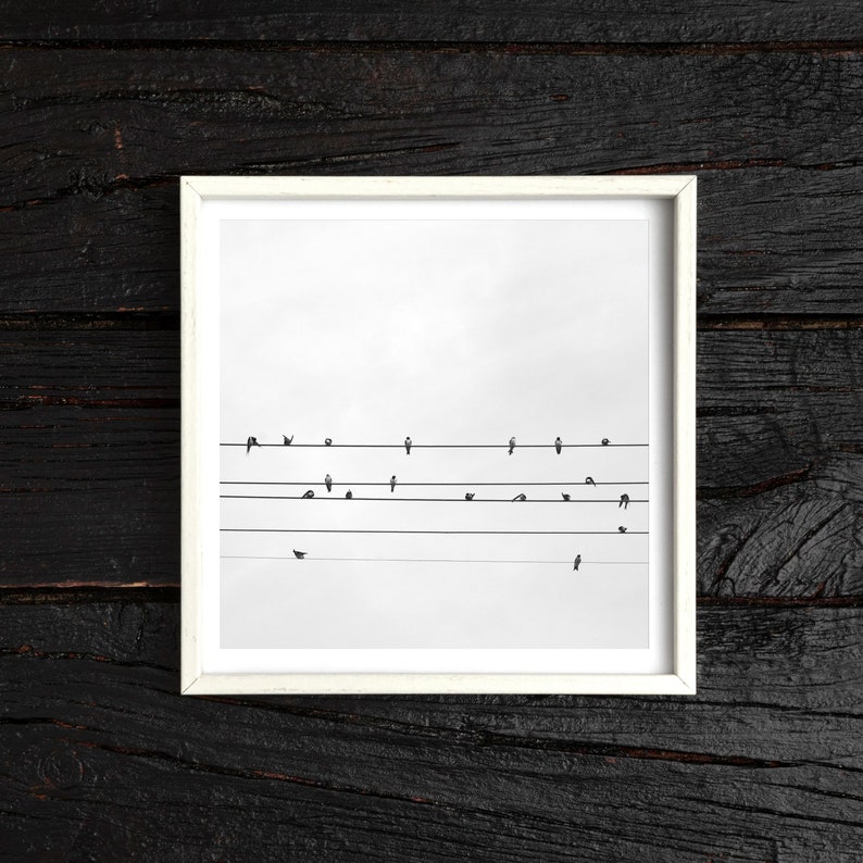 May include: A square framed wall art piece featuring a black and white photograph of numerous small birds perched on five horizontal power lines against a bright, overcast sky. The frame is white and has a clean, simple border design.