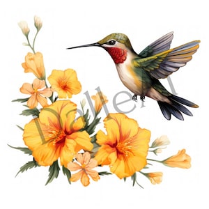Hummingbird Set of 24 PNG Images, High Quality Images, Wall Art Digital Download, Colibri Clip Art