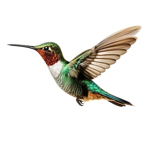 Hummingbird Set of 18 PNG Digital Images in High Quality, Ready to Print, Wall Art Decor, Downloadable Images
