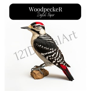 Woodpecker Bird, 11 Jpeg images in high resolution, ready to download