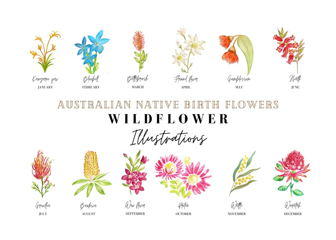 Australian Native Birth Flowers Customised Etsy Australia