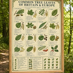 Puede incluir: Un póster educativo enmarcado titulado Common Tree Leaves of Britain & Europe, que presenta dieciséis ilustraciones numeradas de varias hojas de árboles, semillas y bayas con textos descriptivos para cada una, en un marco de madera clara.