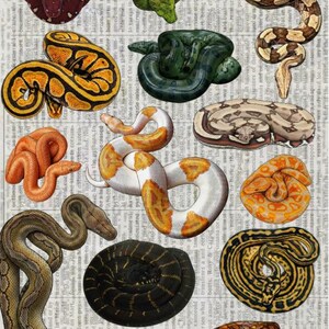 May include: A selection of illustrated snakes, including boas and pythons, with a variety of patterns and colours. The images are set against a background of newspaper print.