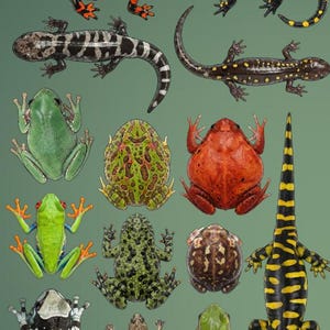 May include: A sticker sheet featuring various amphibians and reptiles. The sheet includes illustrations of salamanders in black and yellow, and black and orange. Frogs are also featured, in green, red, and patterned designs. The text "biotopestudios.com" is at the bottom.