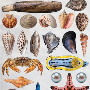 Peut inclure: Une planche d'autocollants intitulée Ocean Seashell Sticker Sheet présentant diverses illustrations de vie marine, notamment des coquillages variés, un crabe, un nudibranche, deux perles, un oursin et deux étoiles de mer aux couleurs et textures variées.