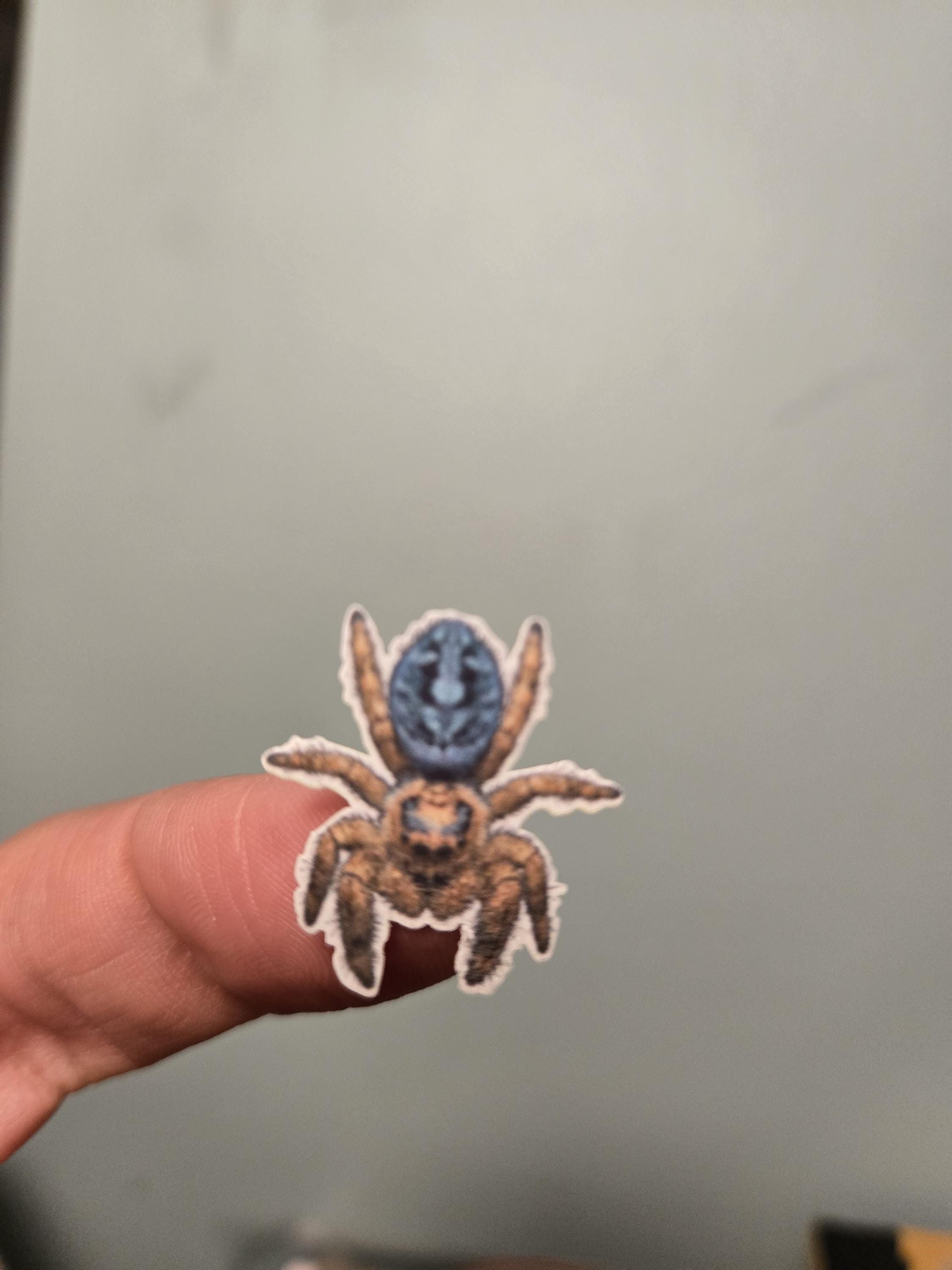 Sticker Spider Rectangular Jumping Spider Sticker Sheet - 25 Small Spider Decals - Etsy